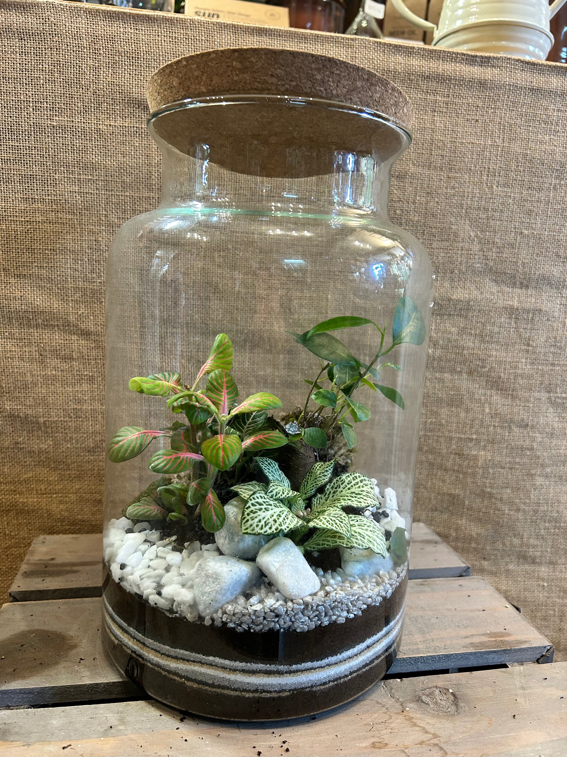 terrarium plante nature et découverte Terrarium