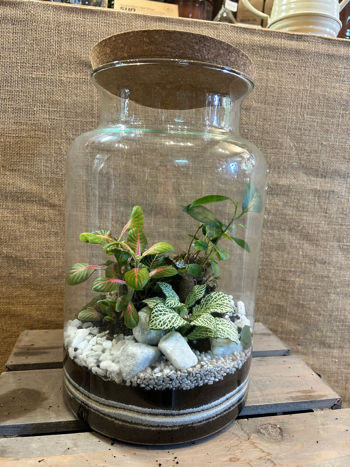 Terrarium