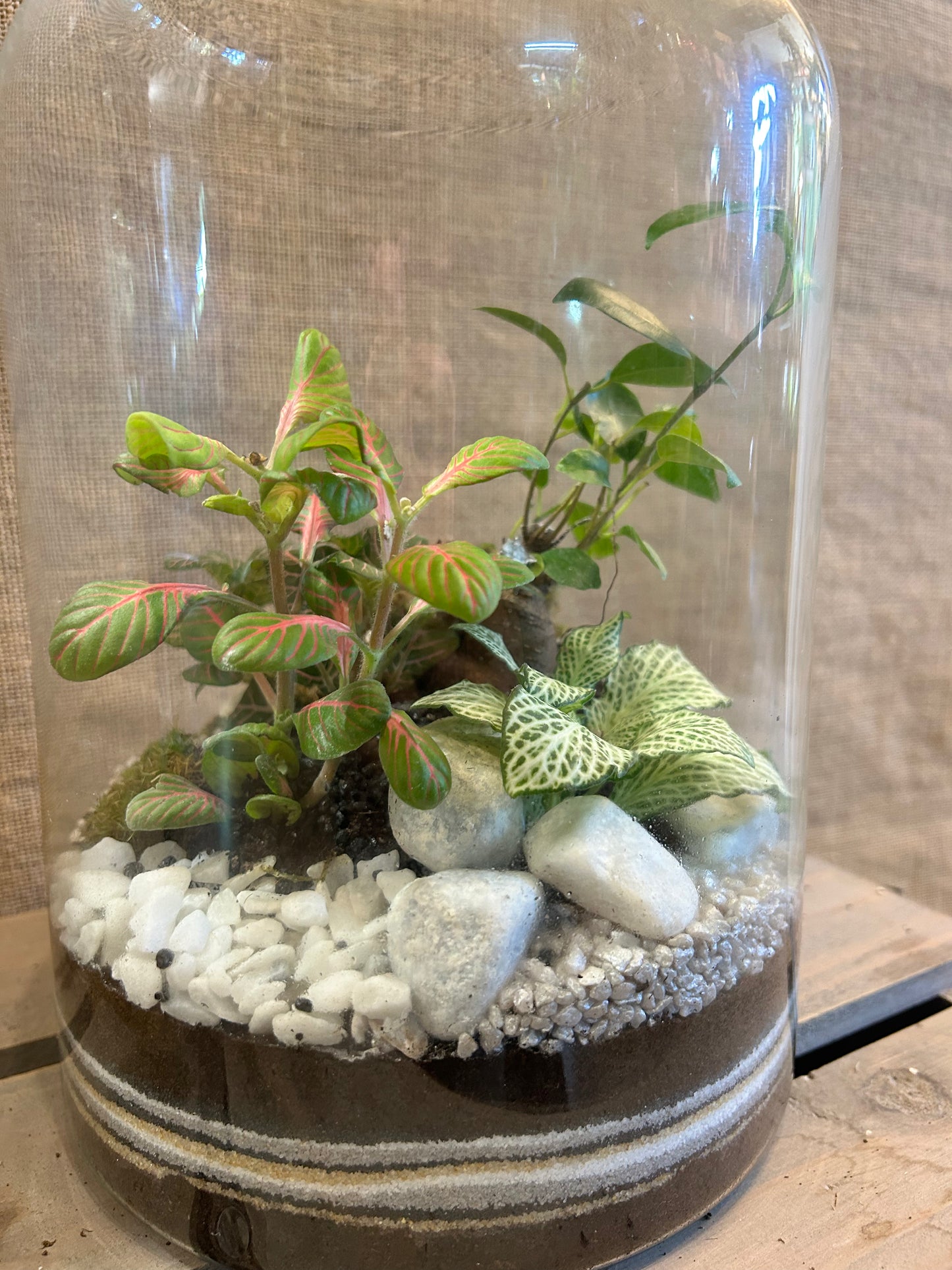 Terrarium