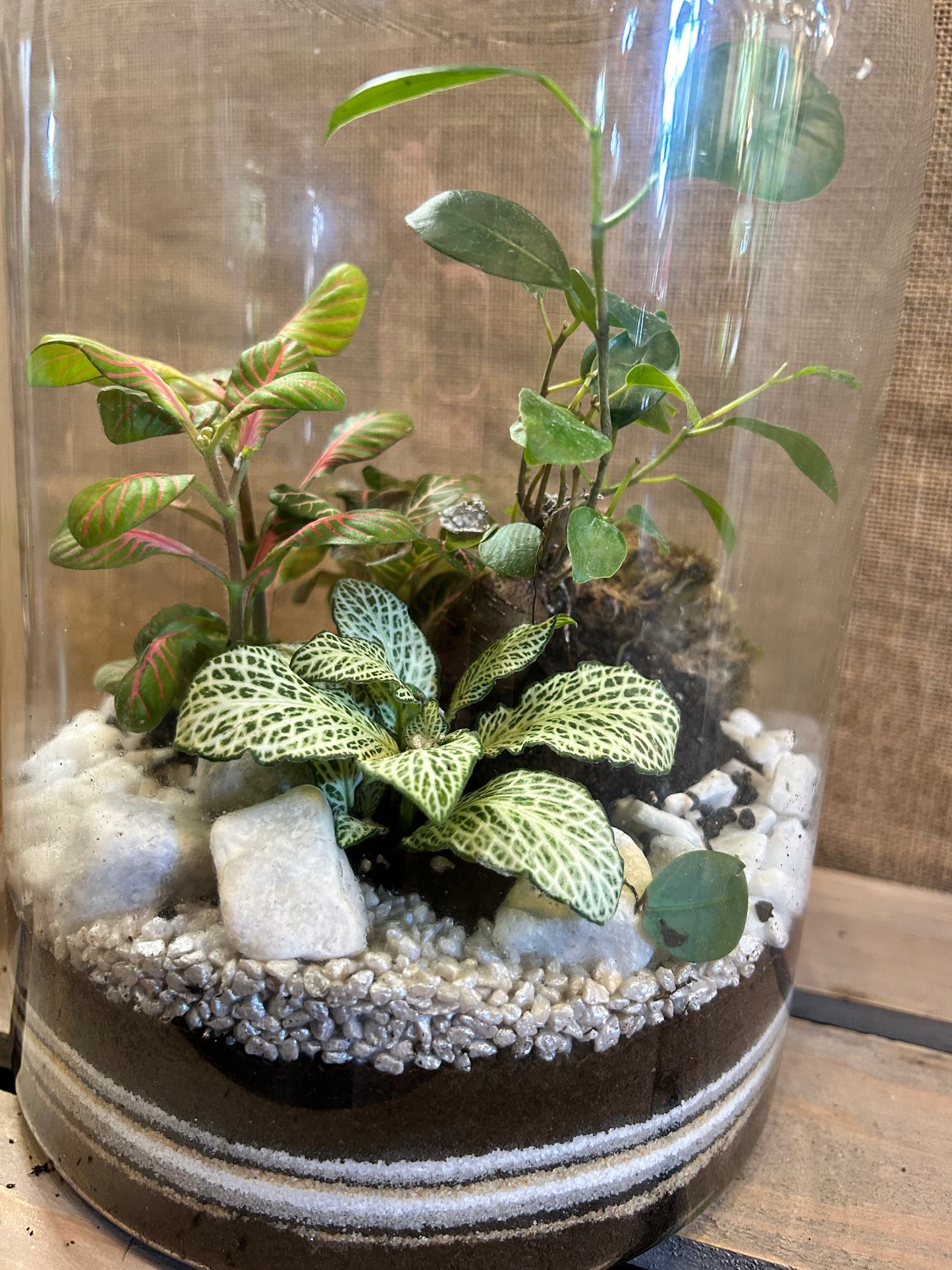 Terrarium