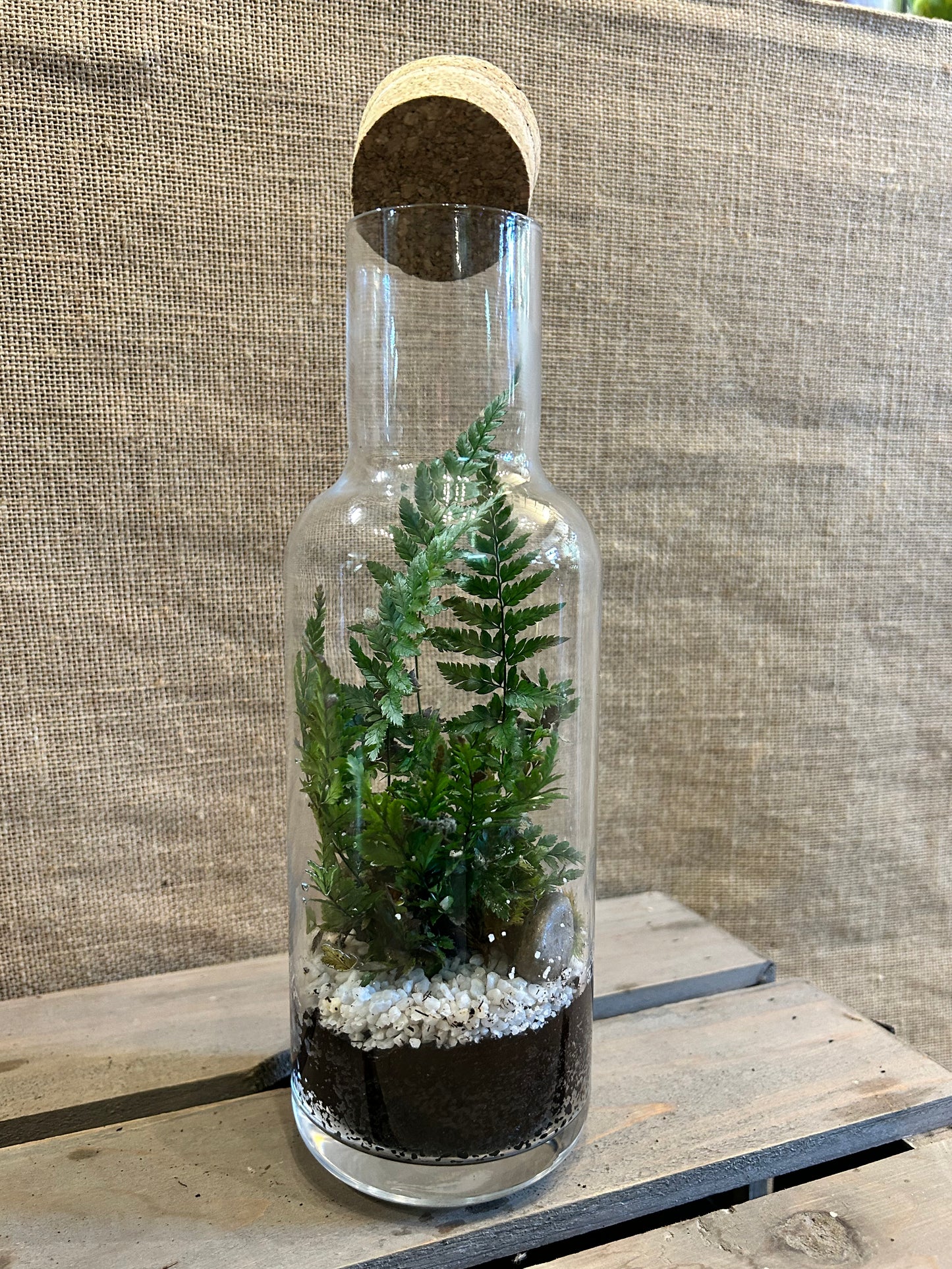 Terrarium bouteille