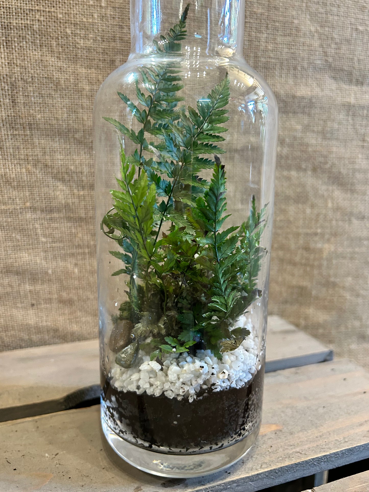 Terrarium bouteille