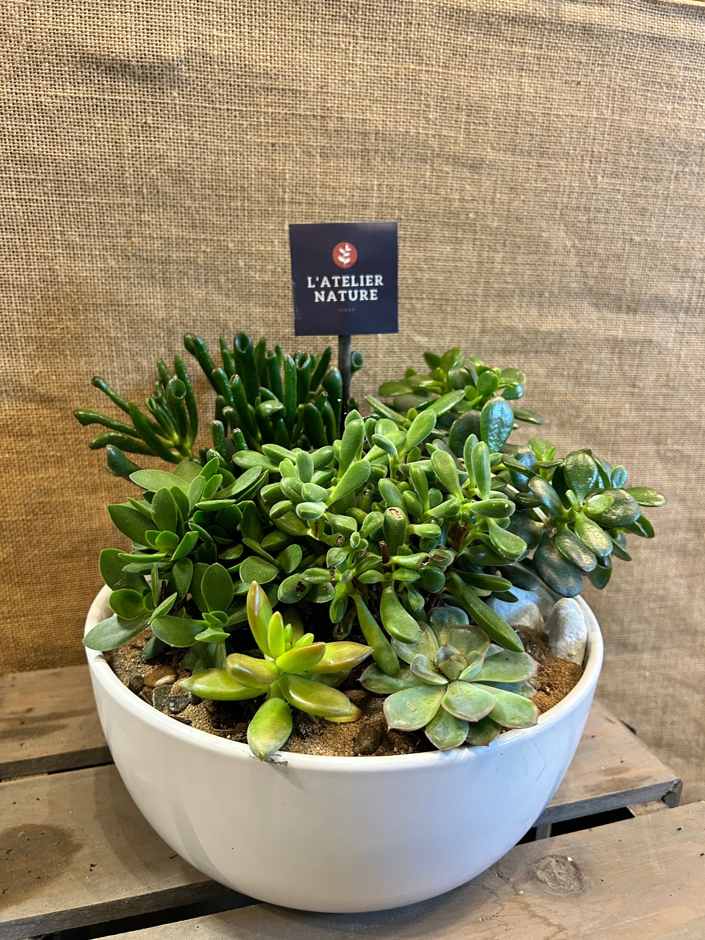 Composition végetal