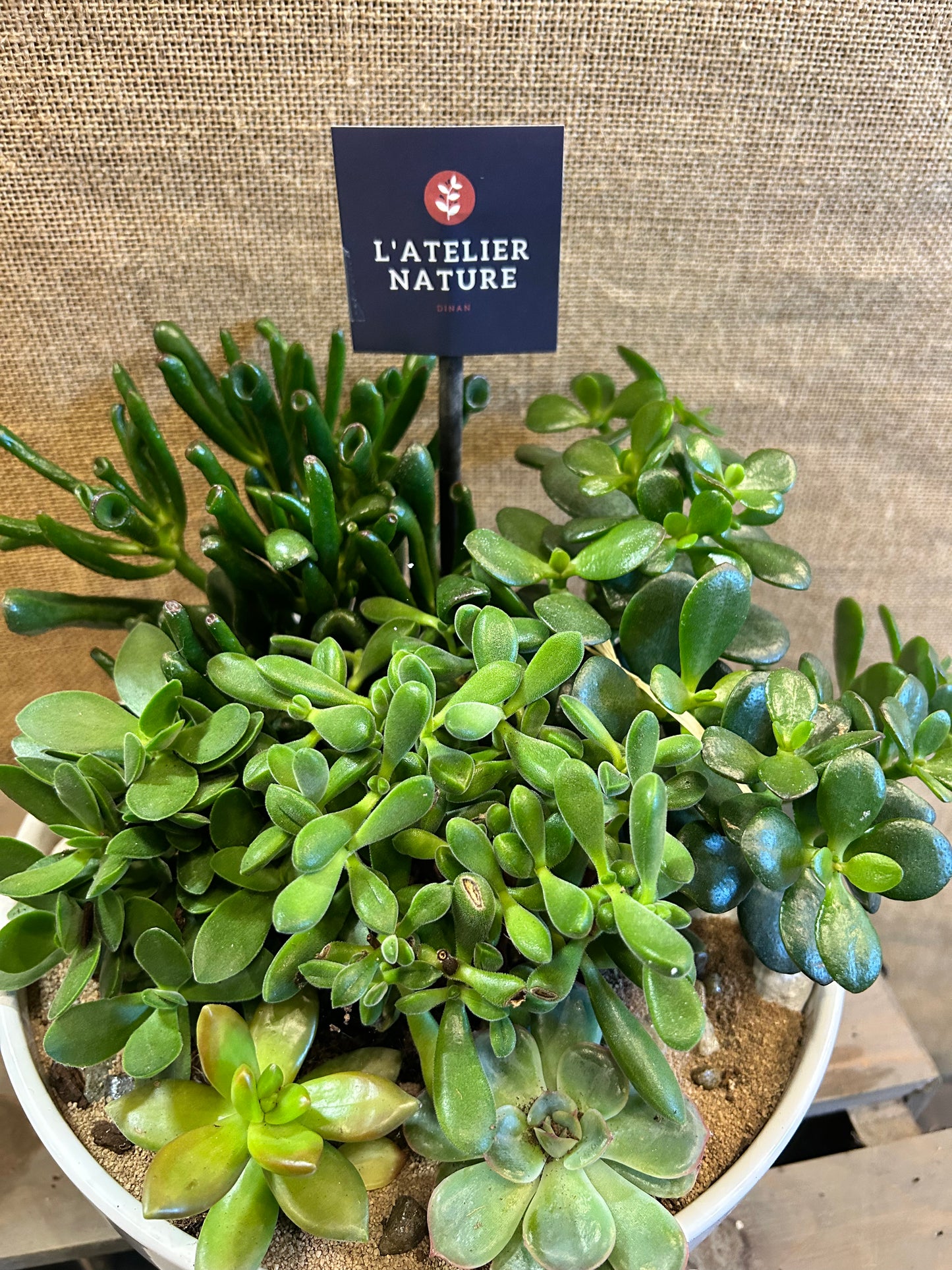 Composition végetal