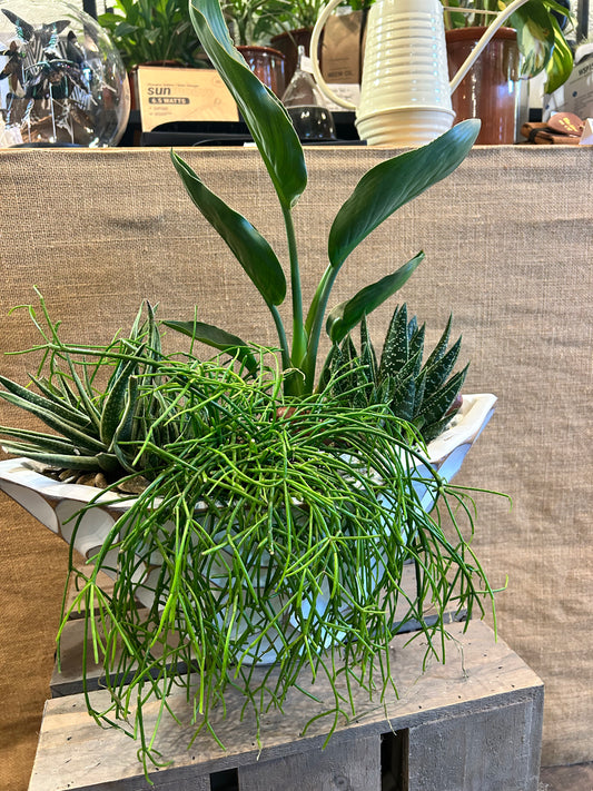 Composition végetal