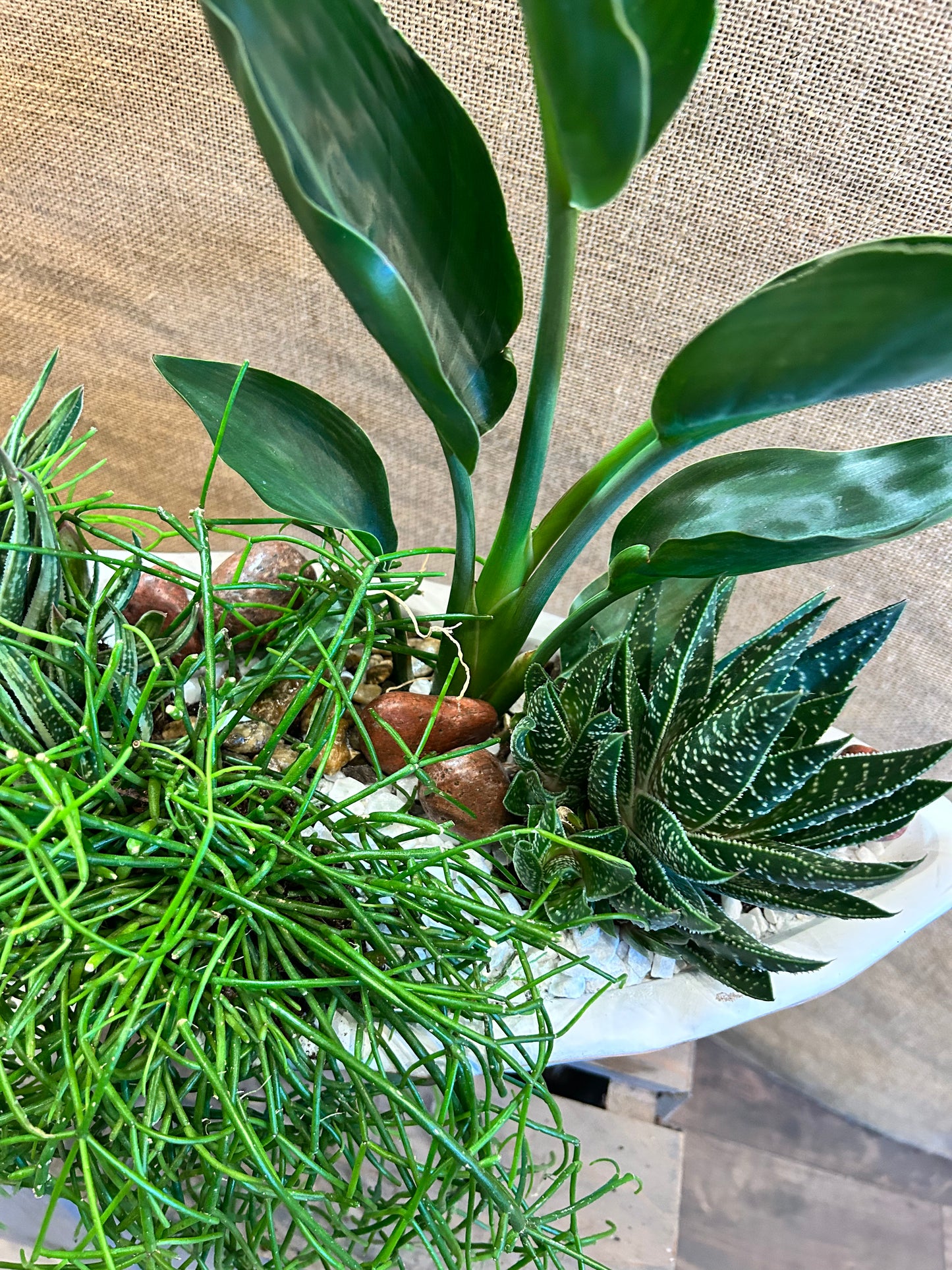 Composition végetal