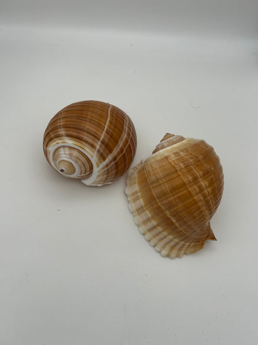 Grand coquillage marron