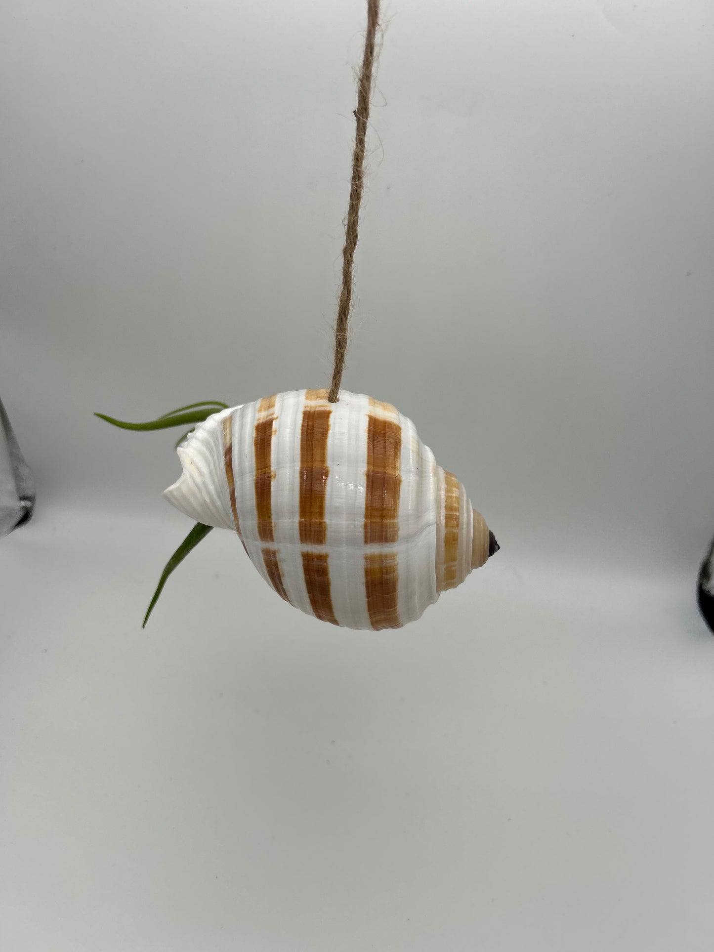 Grand coquillage et Caput Medusae