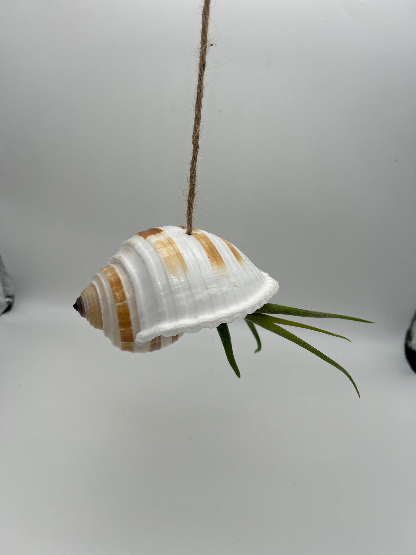 Grand coquillage et Caput Medusae