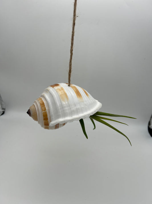 Grand coquillage et Caput Medusae