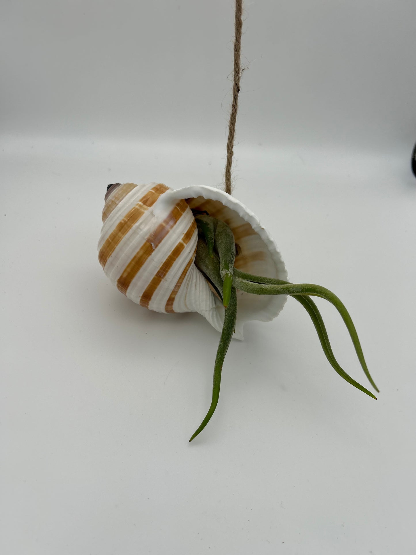 Grand coquillage et Caput Medusae