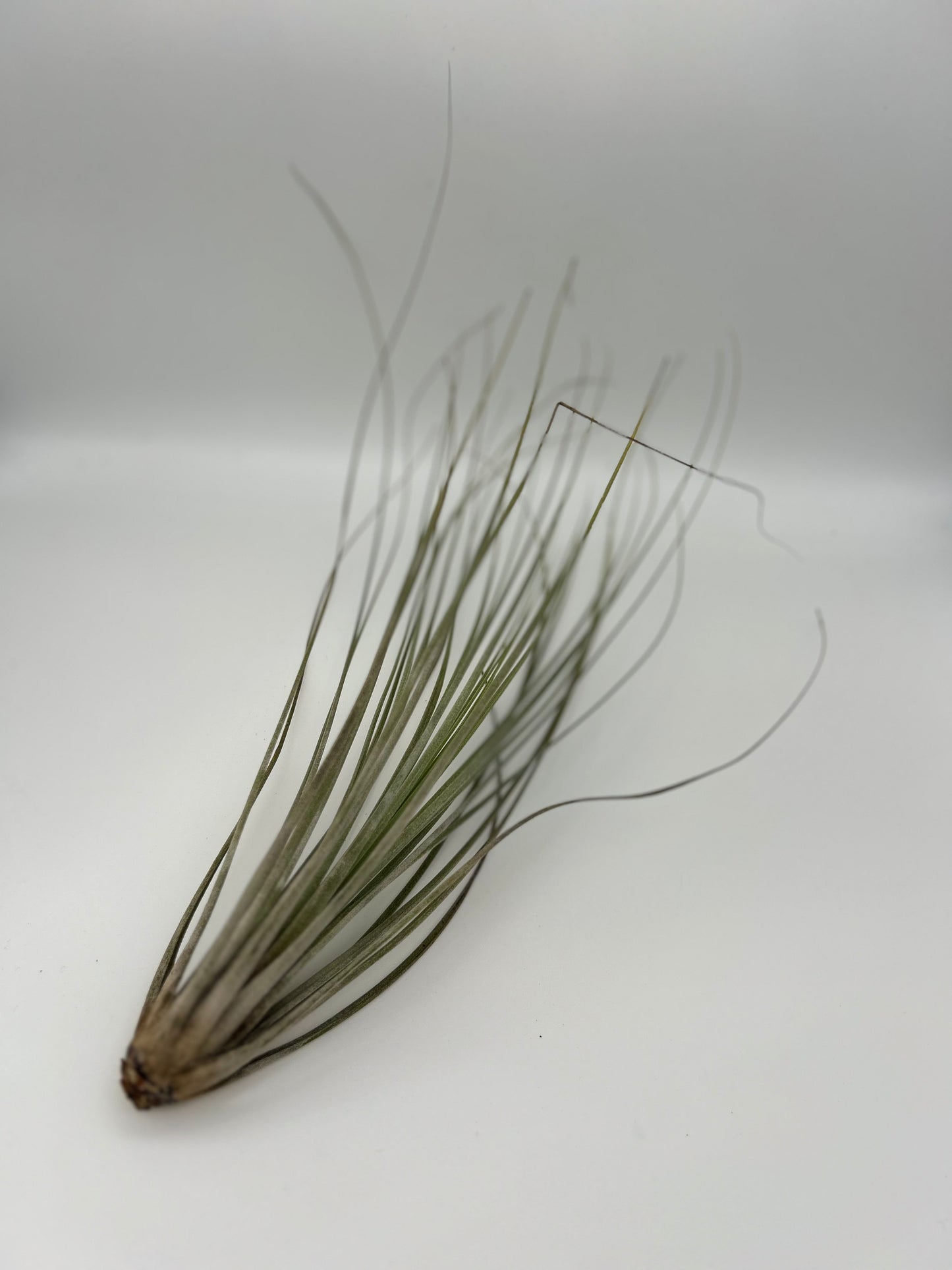Tillandsia Juncea