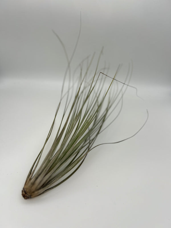 Tillandsia Juncea