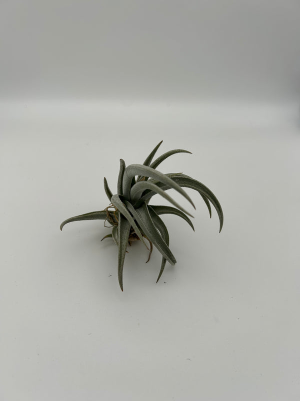Tillandsia Xiphiodes
