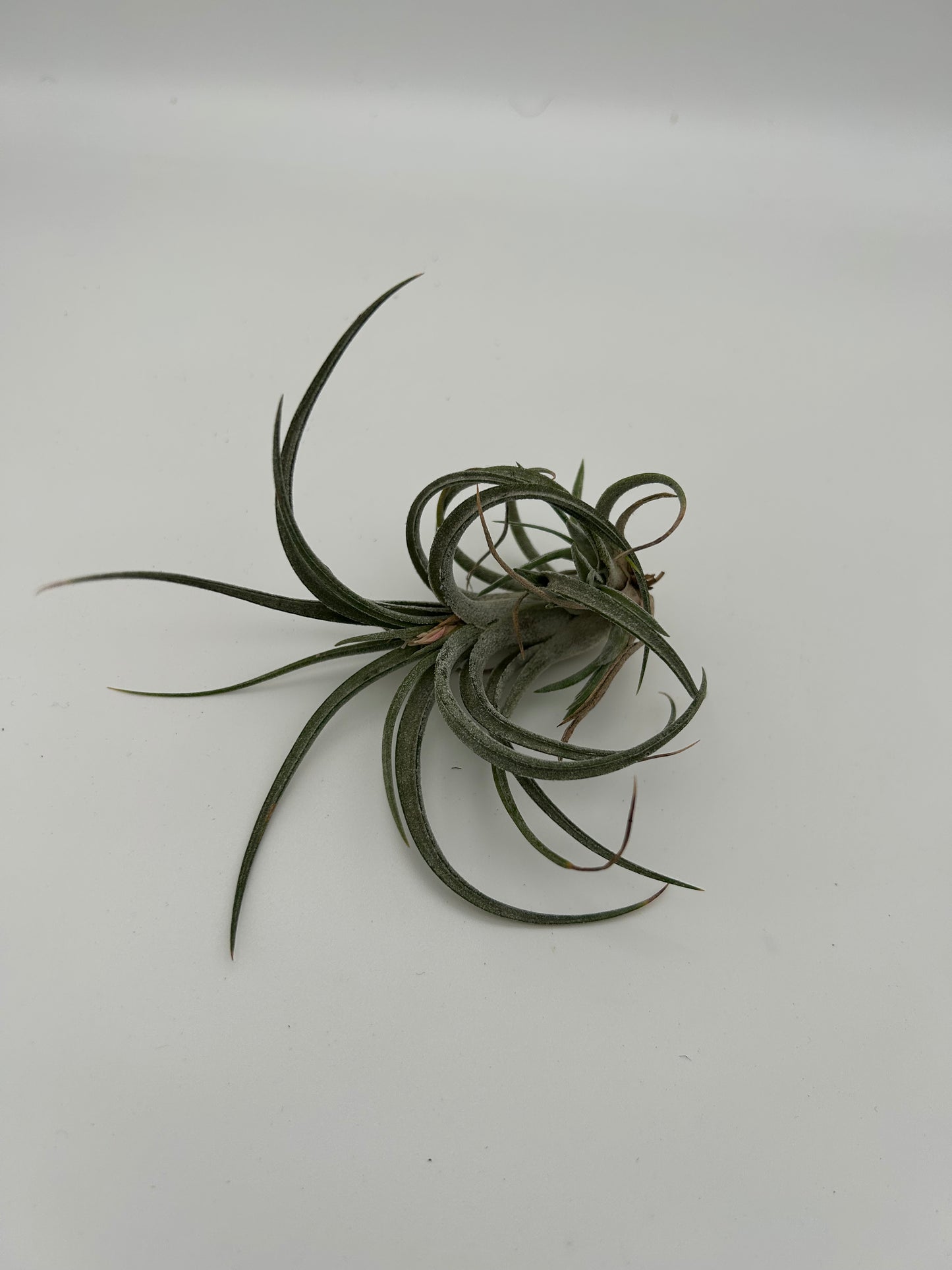 Tillandsia Califano