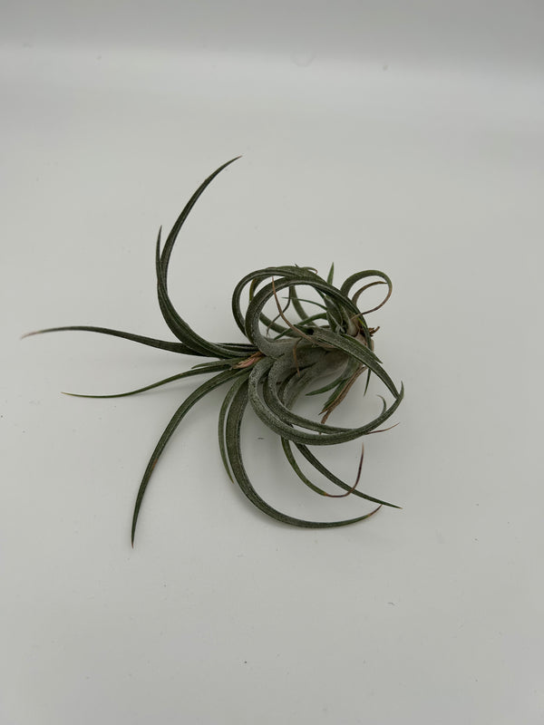 Tillandsia Califano