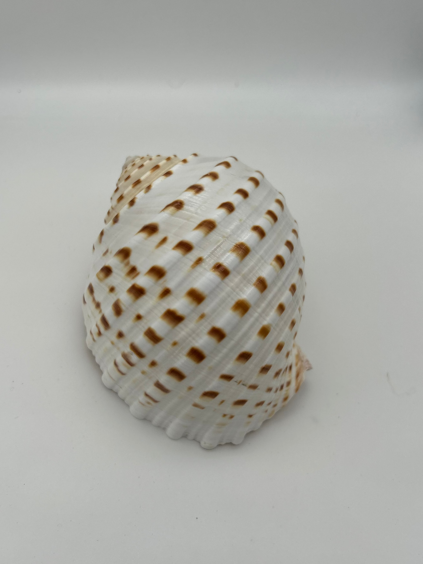 Grand coquillage