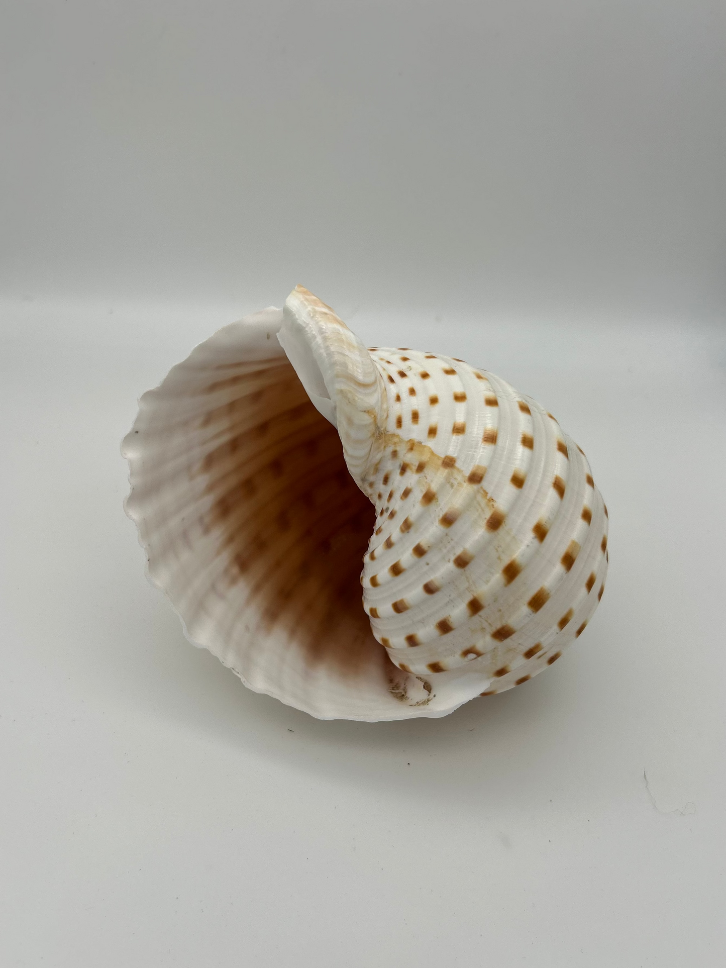Grand coquillage
