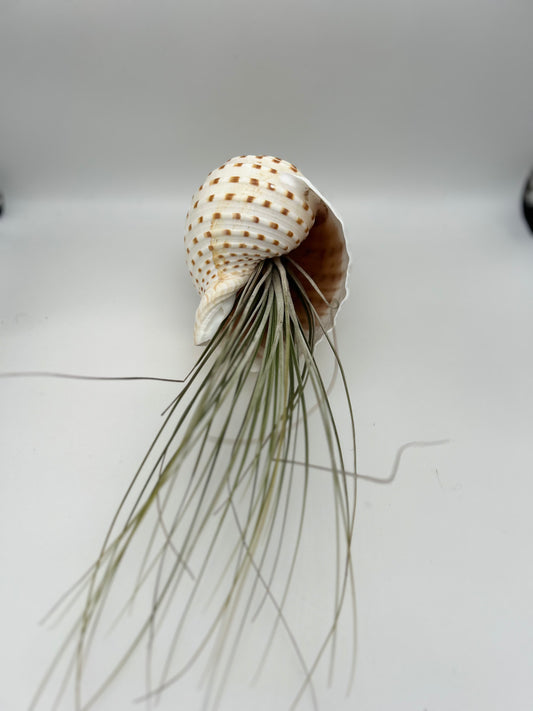 Grand coquillage & Tillandsia Juncea