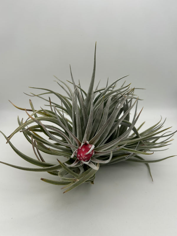 Tillandsia Houston Red Princess