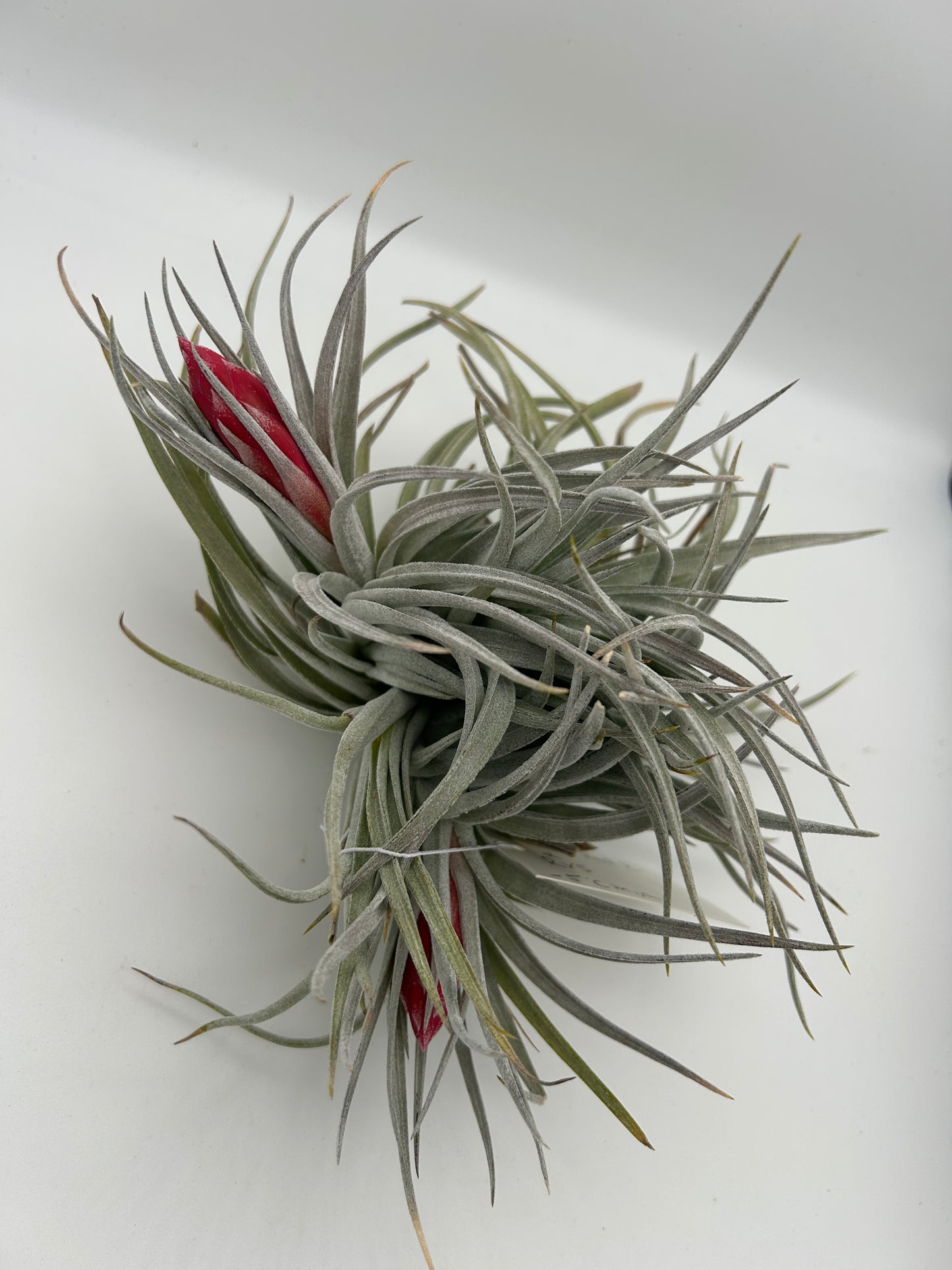 Tillandsia Houston Red Princess