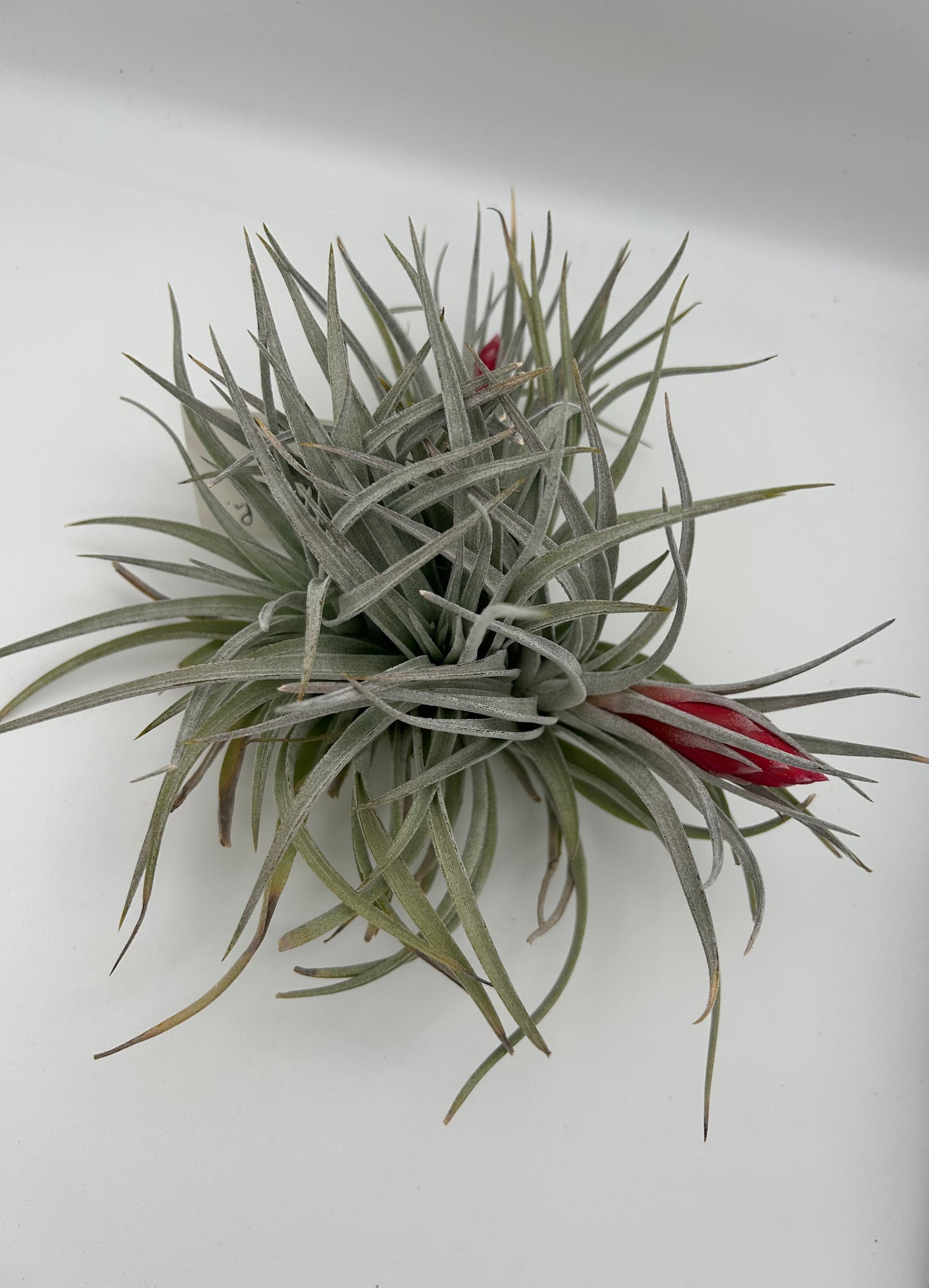 Tillandsia Houston Red Princess