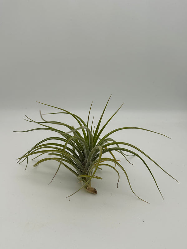 Tillandsia Rectifola