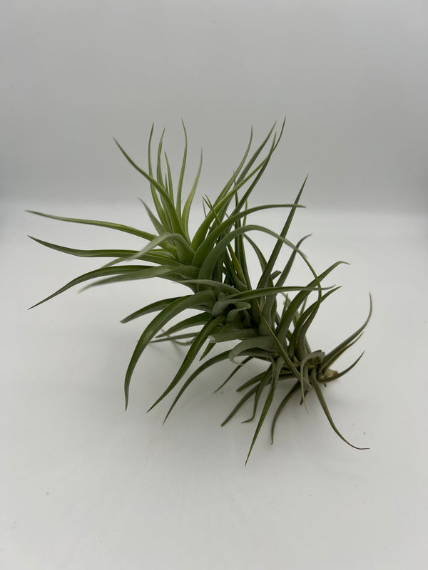 Tillandsia Aeranthos