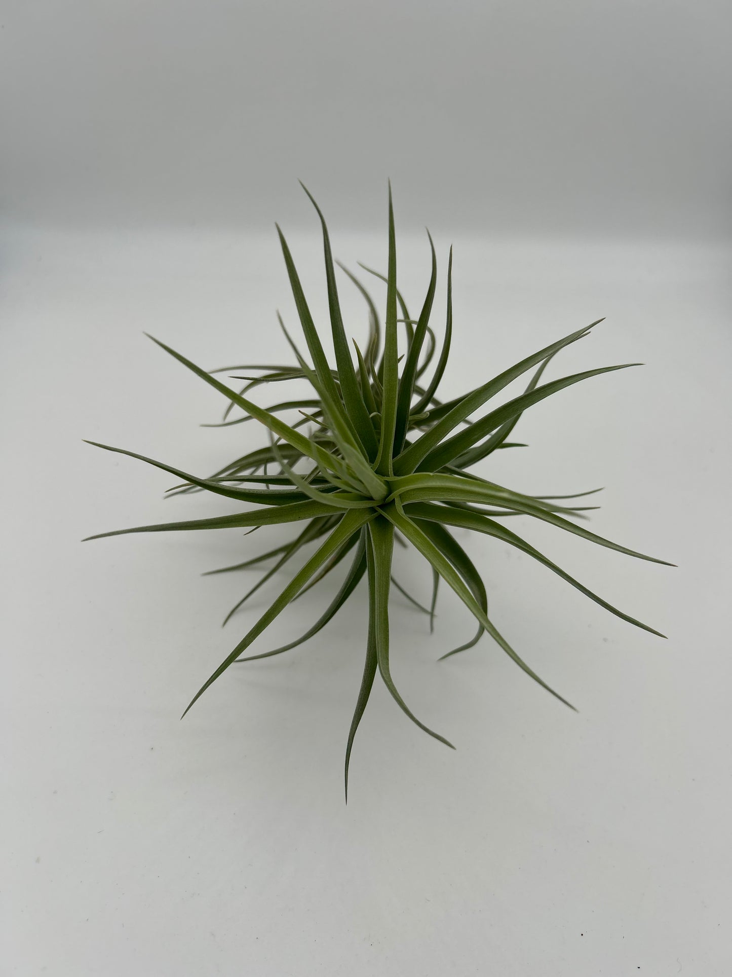 Tillandsia Aeranthos