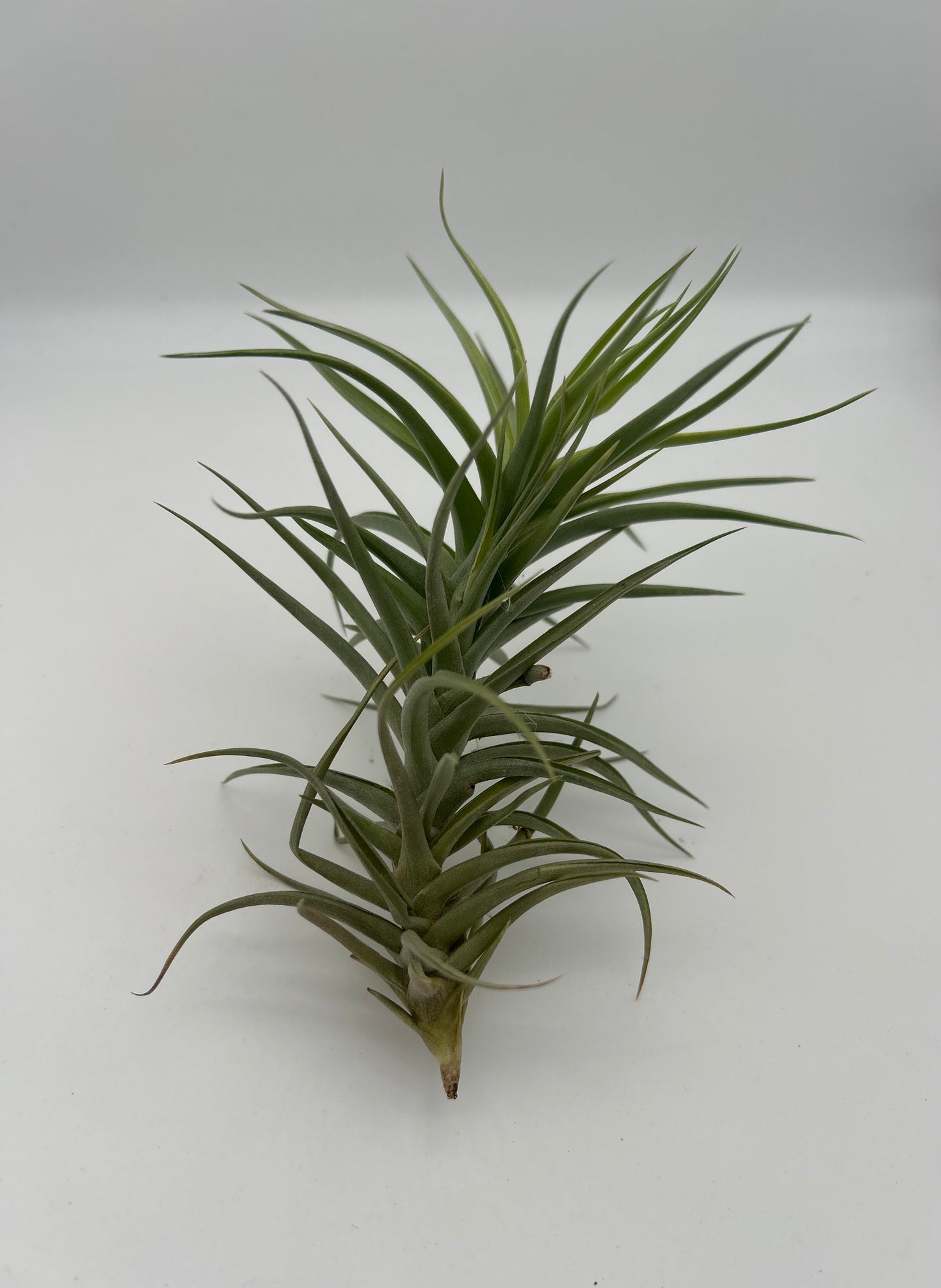 Tillandsia Aeranthos