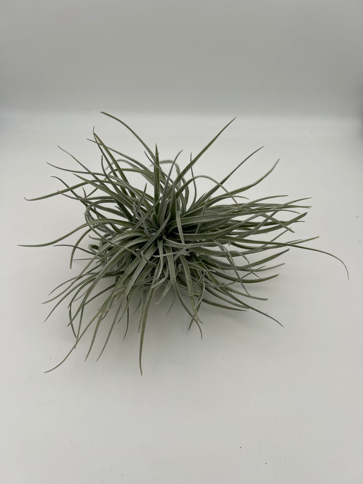 Tillandsia Cotton Candy
