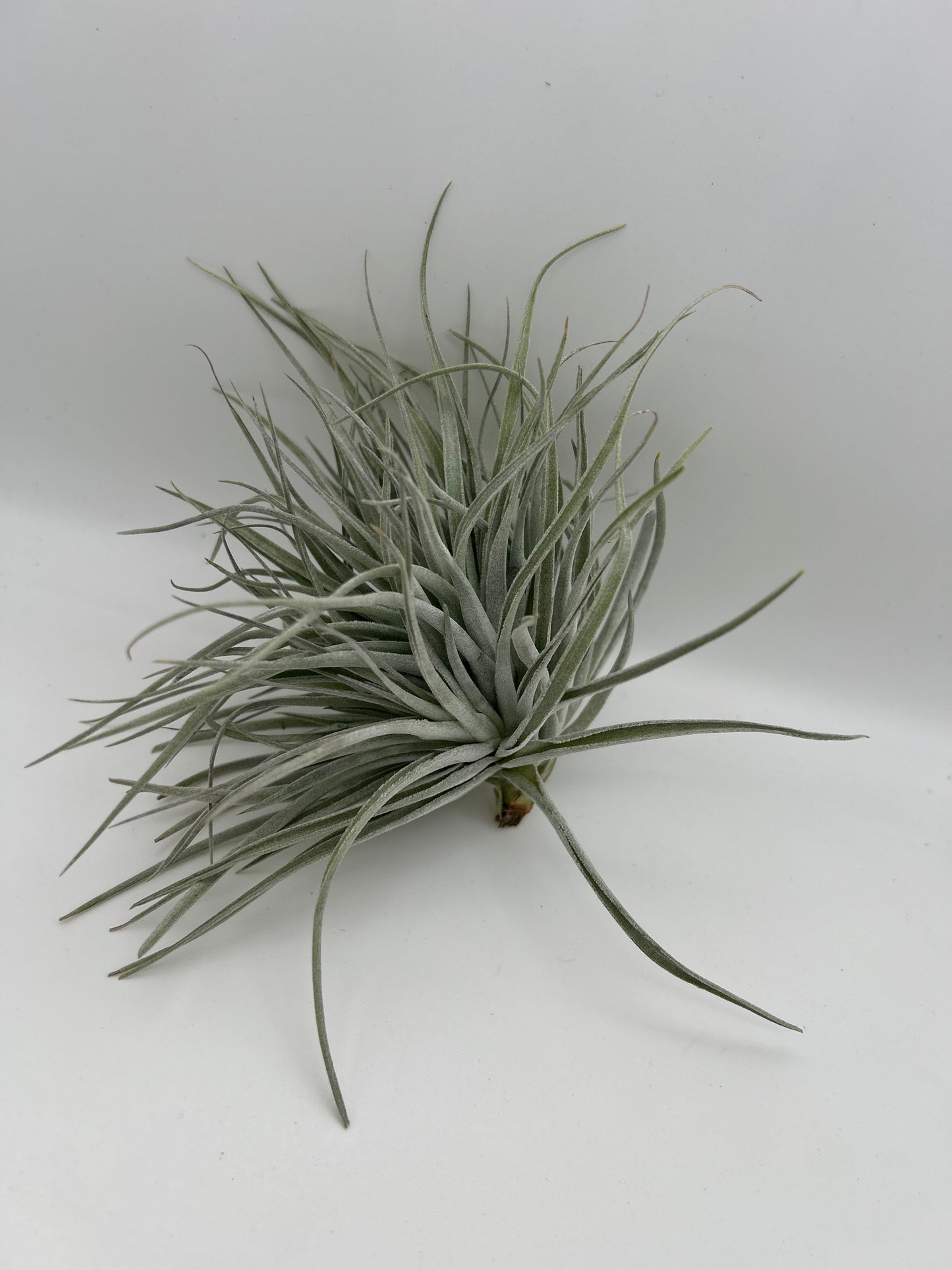 Tillandsia Cotton Candy