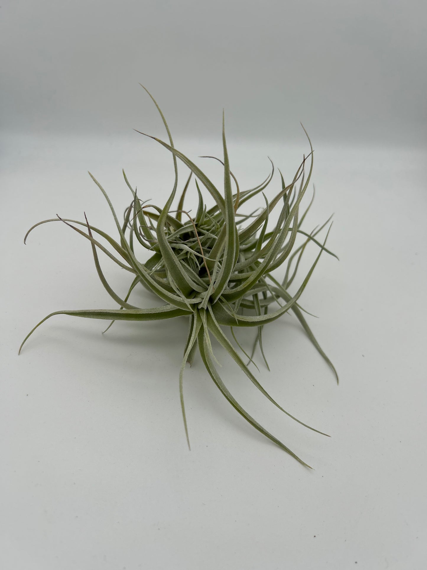 Tillandsia Albida