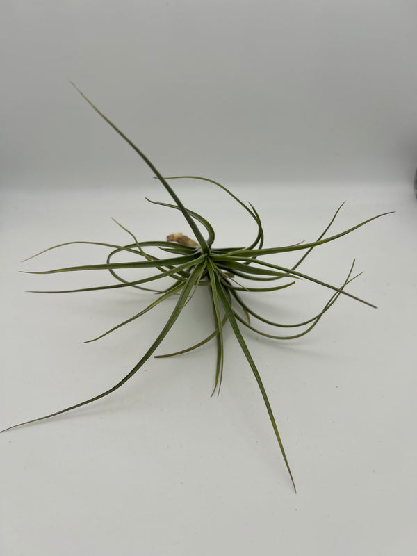 Tillandsia Sesca
