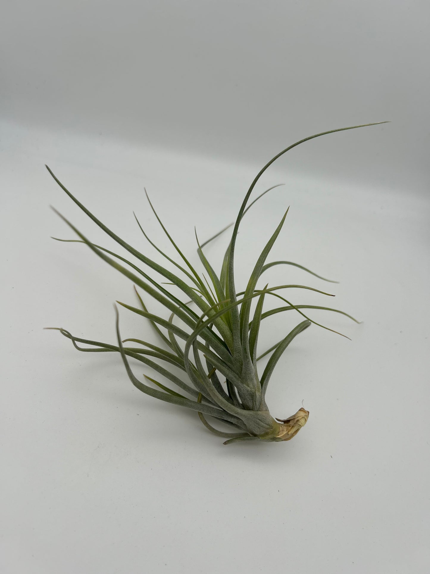 Tillandsia Sesca