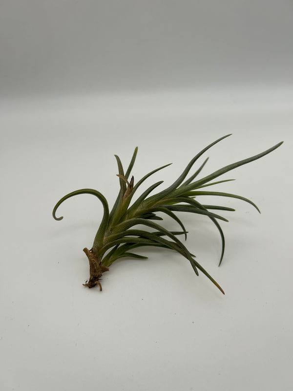 Tillandsia Albertiana