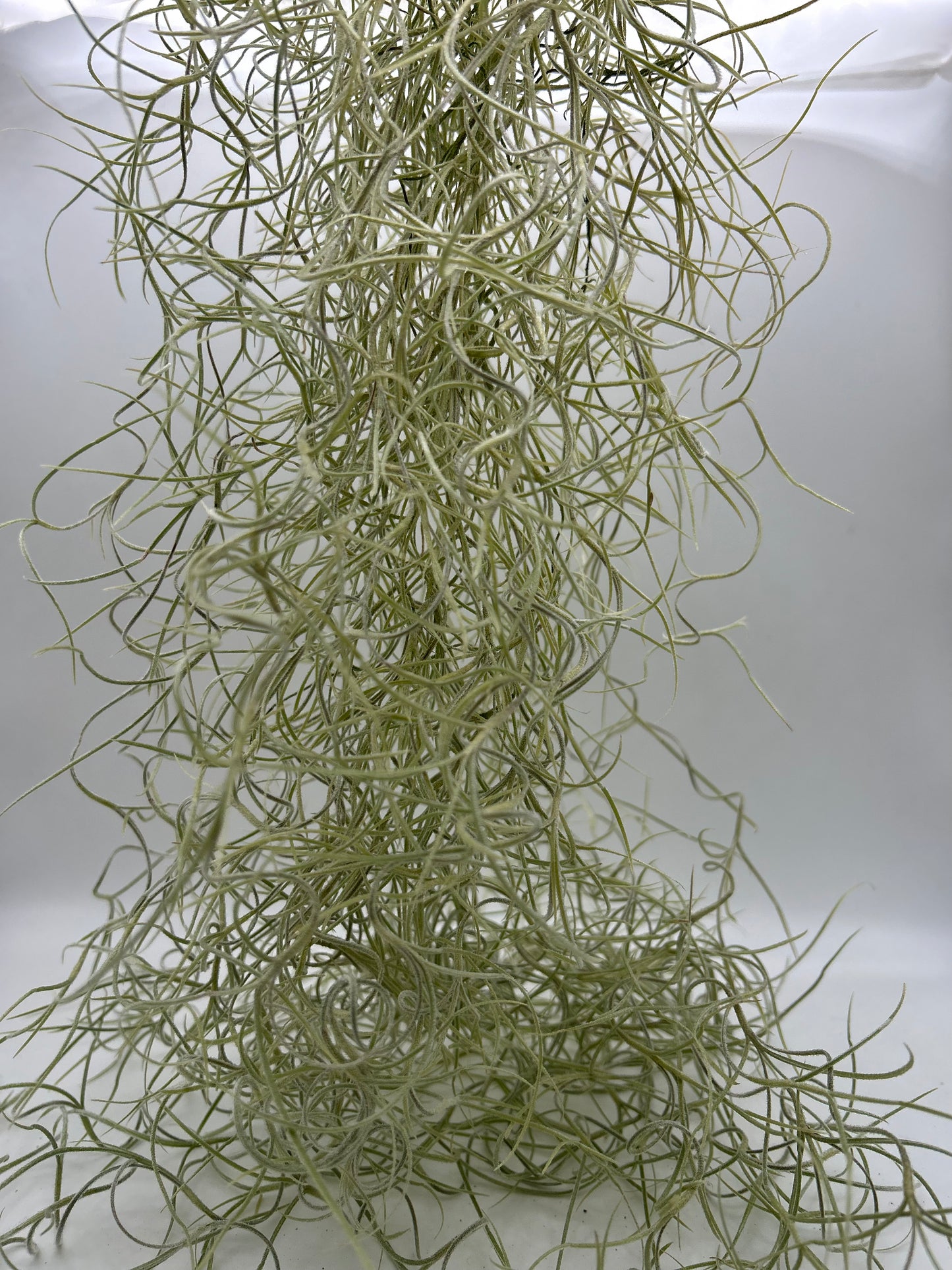 Tillandsia Usneoides