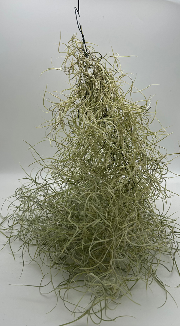 Tillandsia Usneoides