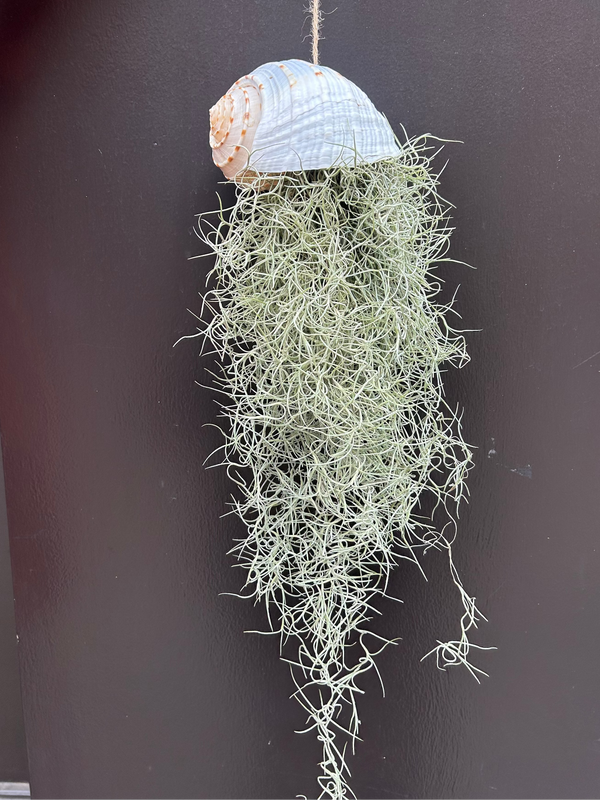 Tillandsia Usneoides et coquillage