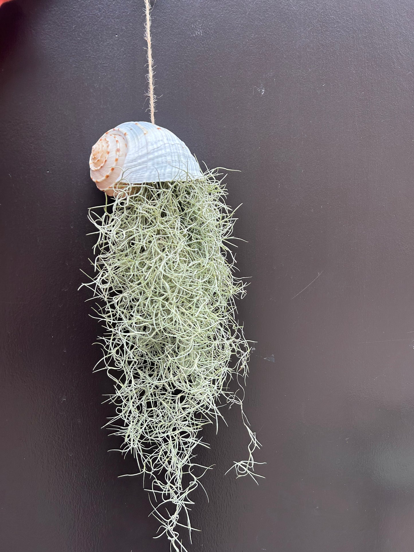 Tillandsia Usneoides et coquillage