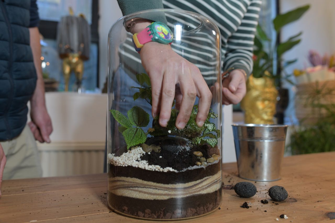 Atelier pour créer votre terrarium: La canopée