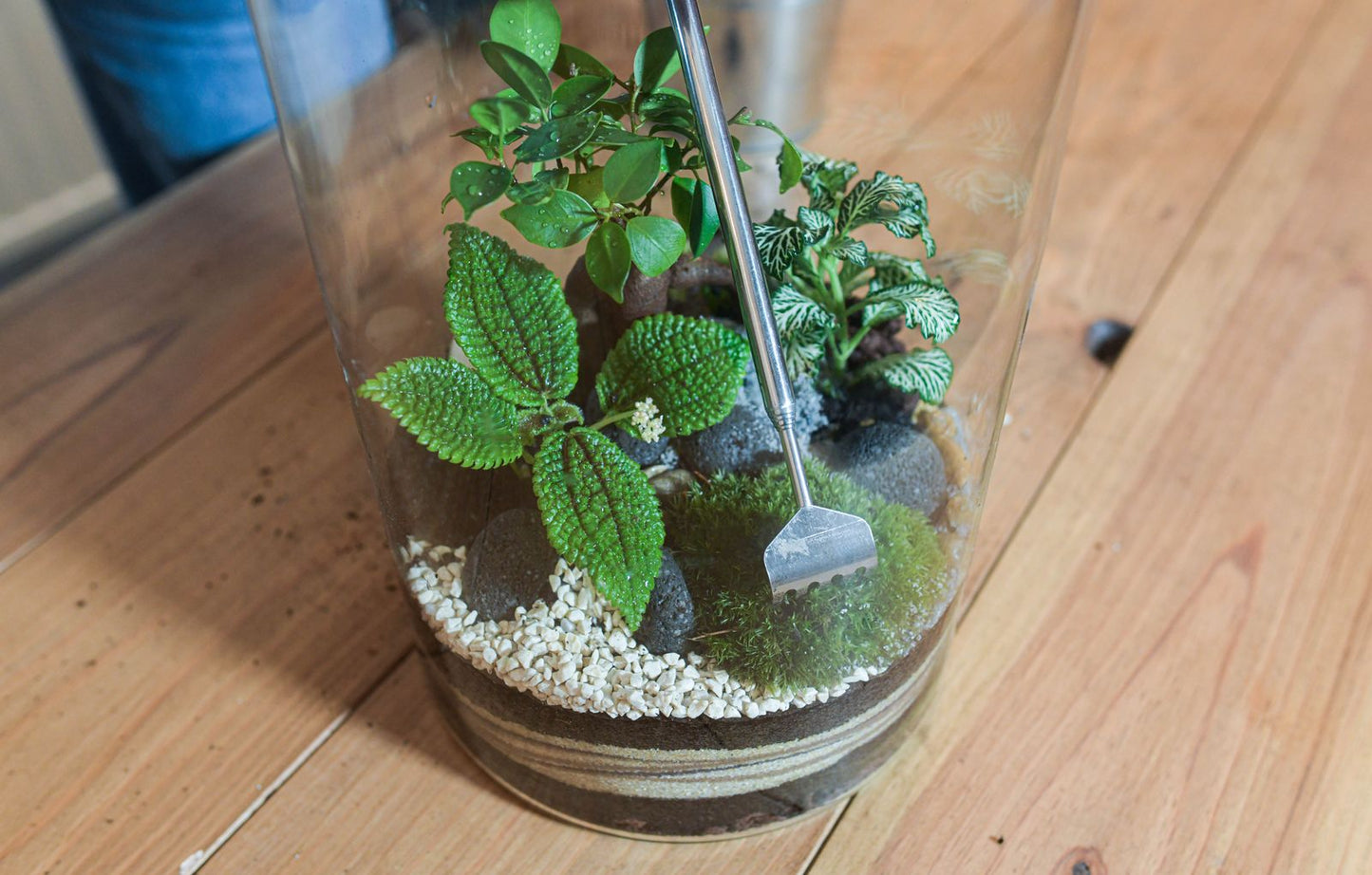 Bon cadeau pour un atelier terrarium: La Canopée
