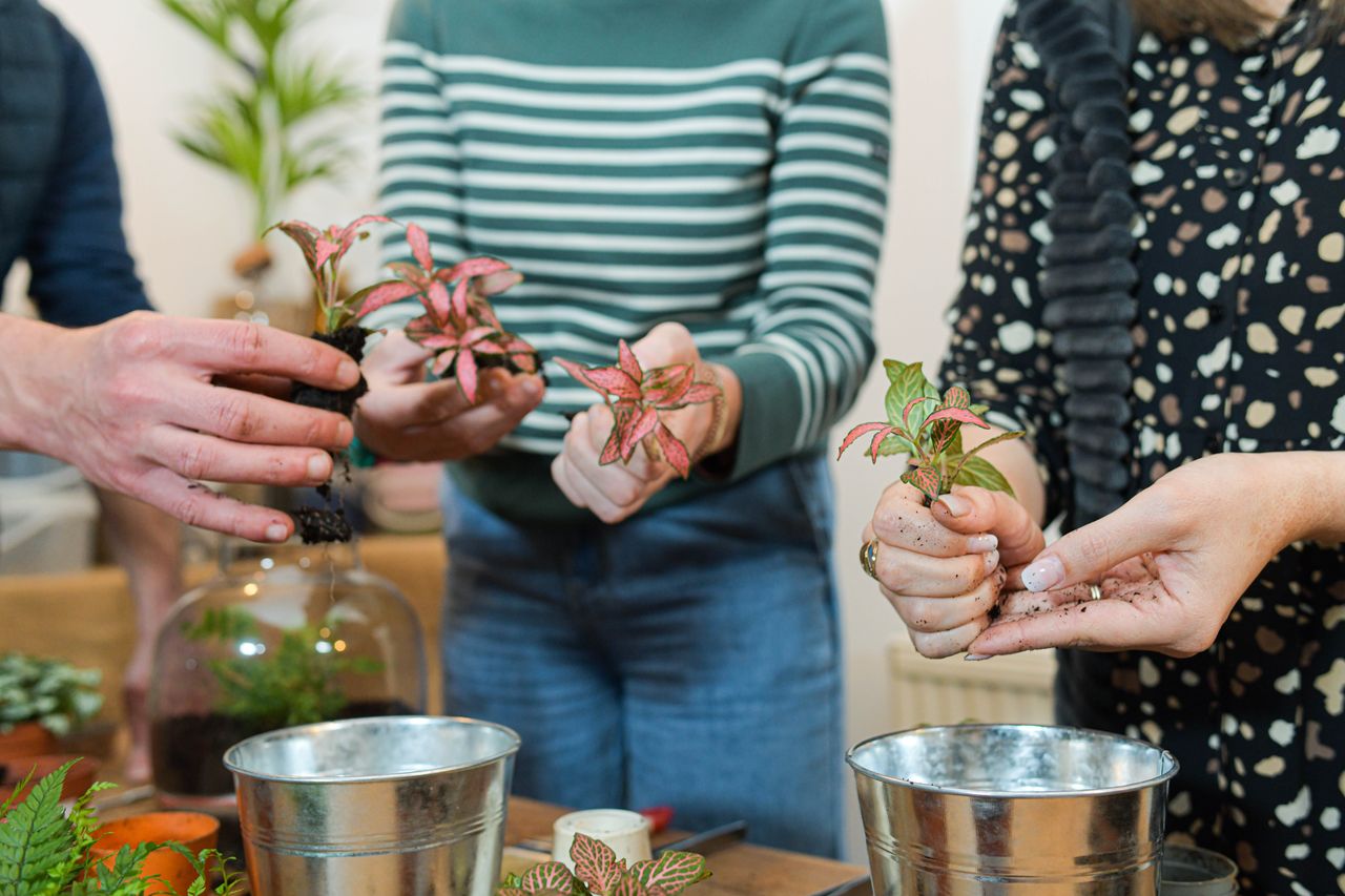 Atelier pour créer votre terrarium: La canopée