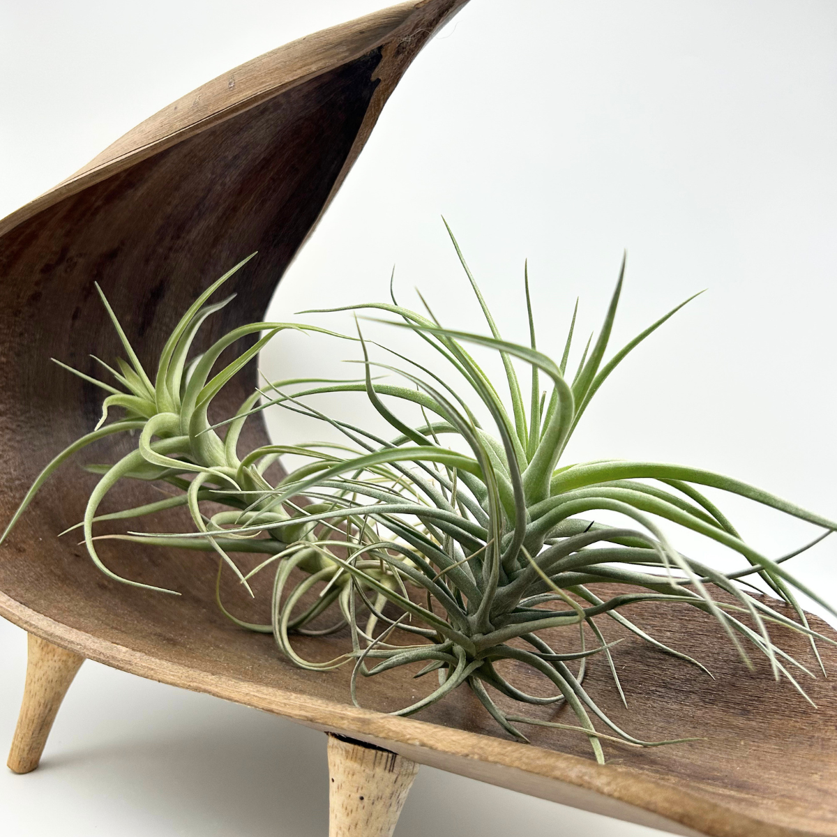 Tillandsia Aeranthos hybride
