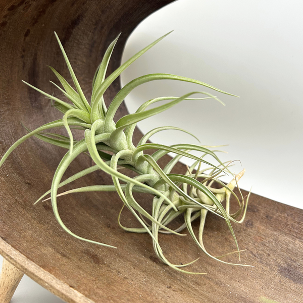 Tillandsia Aeranthos hybride