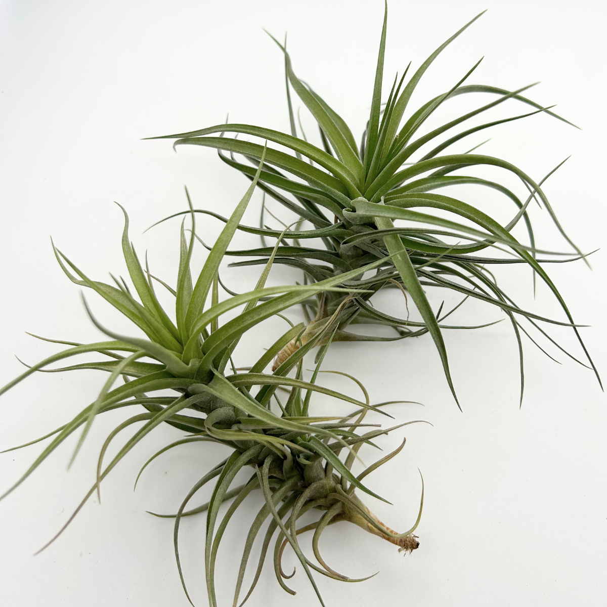 Tillandsia Aeranthos hybride