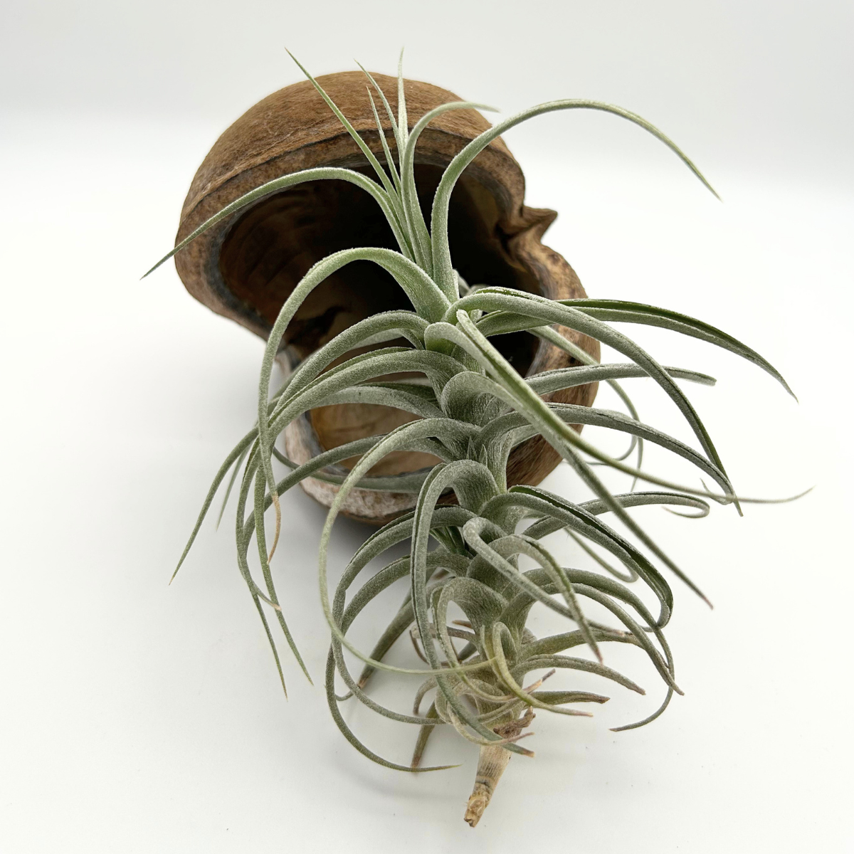 Tillandsia Bergeri