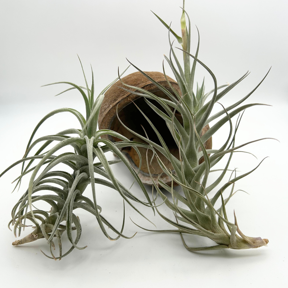 Tillandsia Bergeri