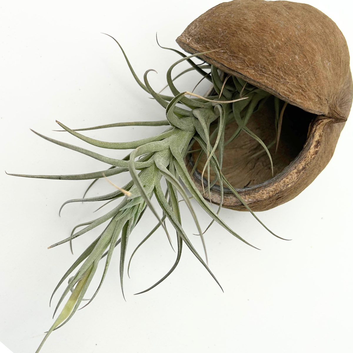 Tillandsia Bergeri