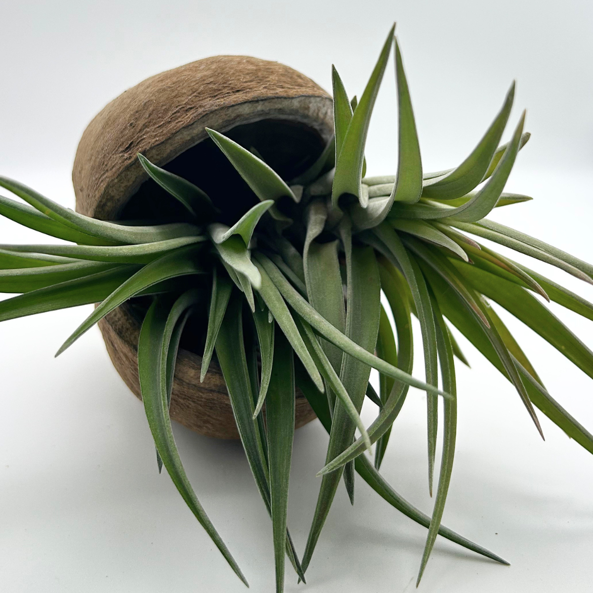 Tillandsia Brachycaulos